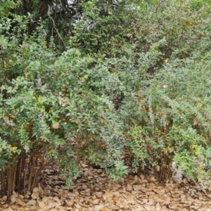 Berberis vulgaris at Mount Ainslie to Black Mountain - 17 Mar 2024