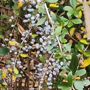 Berberis vulgaris at Mount Ainslie to Black Mountain - 17 Mar 2024