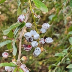 Berberis vulgaris at Mount Ainslie to Black Mountain - 17 Mar 2024