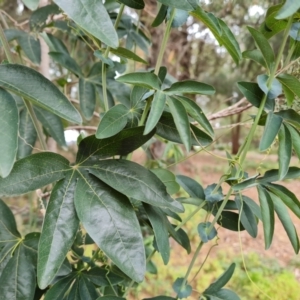 Passiflora caerulea at Mount Ainslie to Black Mountain - 17 Mar 2024 02:08 PM