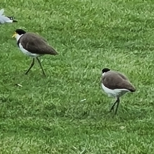 Vanellus miles at Mount Ainslie to Black Mountain - 17 Mar 2024 02:03 PM