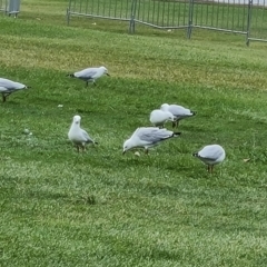 Chroicocephalus novaehollandiae (Silver Gull) at Commonwealth & Kings Parks - 17 Mar 2024 by Mike