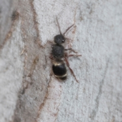 Eurymutilla sp. (genus) (Mutillid wasp or velvet ant) at Higgins Woodland - 16 Nov 2023 by AlisonMilton