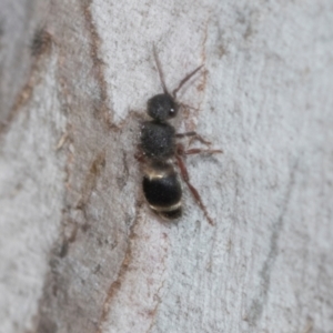 Eurymutilla sp. (genus) at Higgins Woodland - 16 Nov 2023