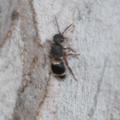 Eurymutilla sp. (genus) (Mutillid wasp or velvet ant) at Higgins, ACT - 16 Nov 2023 by AlisonMilton