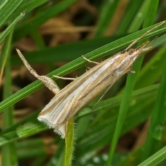 Hednota species near grammellus (Pyralid or snout moth) at Wallaroo, NSW - 17 Mar 2024 by trevorpreston