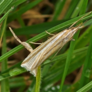 Hednota species near grammellus at Hall Cemetery - 17 Mar 2024