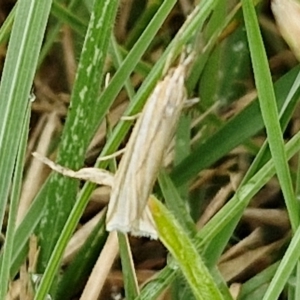 Hednota species near grammellus at Hall Cemetery - 17 Mar 2024