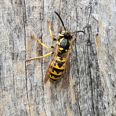 Vespula germanica (European wasp) at Braidwood, NSW - 17 Mar 2024 by MatthewFrawley