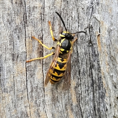Vespula germanica (European Wasp, German Yellowjacket Wasp) at QPRC LGA - 17 Mar 2024 by MatthewFrawley