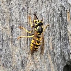 Vespula germanica at QPRC LGA - 17 Mar 2024