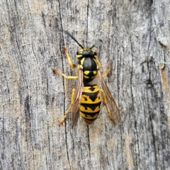 Vespula germanica at QPRC LGA - 17 Mar 2024