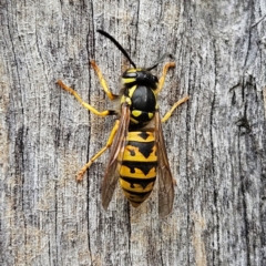 Vespula germanica at QPRC LGA - 17 Mar 2024