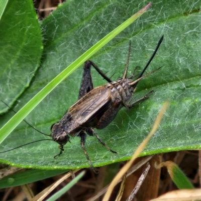 Bobilla sp. (genus) (A Small field cricket) at Wallaroo, NSW - 17 Mar 2024 by trevorpreston