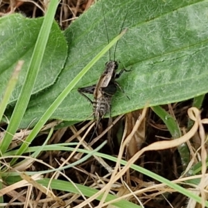 Bobilla sp. (genus) at Hall Cemetery - 17 Mar 2024