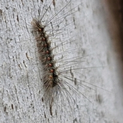 Anestia (genus) (A tiger moth) at Wallaroo, NSW - 17 Mar 2024 by trevorpreston