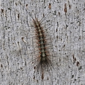 Anestia (genus) at Hall Cemetery - 17 Mar 2024 11:41 AM