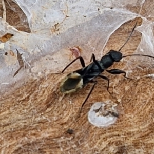 Daerlac nigricans at Hall Cemetery - 17 Mar 2024 11:38 AM