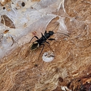 Daerlac nigricans at Hall Cemetery - 17 Mar 2024