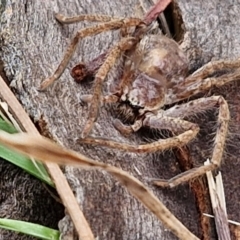 Isopeda canberrana (Canberra Huntsman Spider) at Hall Cemetery - 17 Mar 2024 by trevorpreston