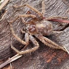 Isopeda canberrana at Hall Cemetery - 17 Mar 2024