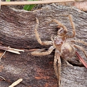 Isopeda canberrana at Hall Cemetery - 17 Mar 2024 11:37 AM