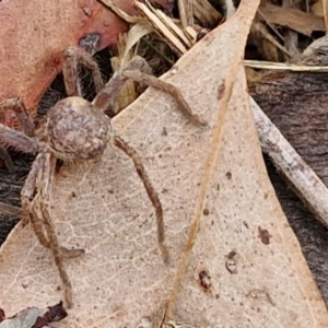 Isopeda canberrana at Hall Cemetery - 17 Mar 2024 11:37 AM