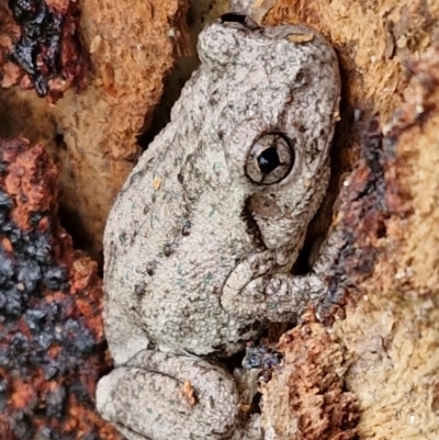 Litoria peronii (Peron's Tree Frog, Emerald Spotted Tree Frog) - Canberra &  Southern Tablelands