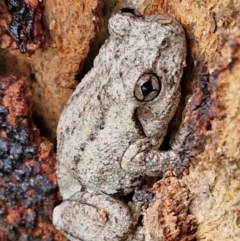 Litoria peronii (Peron's Tree Frog, Emerald Spotted Tree Frog) at Wallaroo, NSW - 17 Mar 2024 by trevorpreston