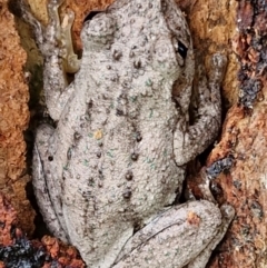 Litoria peronii at Hall Cemetery - 17 Mar 2024 11:35 AM