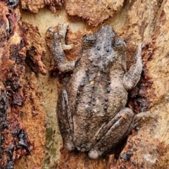 Litoria peronii at Hall Cemetery - 17 Mar 2024