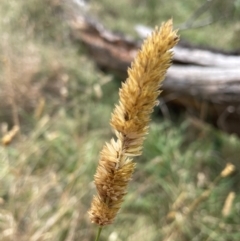 Phalaris aquatica (Phalaris, Australian Canary Grass) at Jerrabomberra Wetlands - 16 Mar 2024 by ChristopherBradley