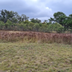 Hypericum perforatum at Mount Mugga Mugga - 17 Mar 2024