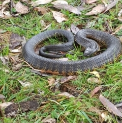 Notechis scutatus (Tiger Snake) at Tinderry, NSW - 17 Mar 2024 by danswell