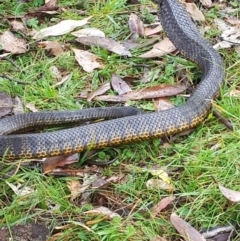 Notechis scutatus at Mt Holland - 17 Mar 2024