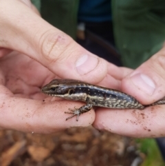 Eulamprus tympanum (Southern Water Skink) at Tinderry, NSW - 17 Mar 2024 by danswell