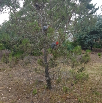 Callocephalon fimbriatum (Gang-gang Cockatoo) at Greenleigh, NSW - 2 Mar 2024 by danswell