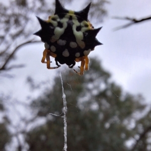 Austracantha minax at Mount Majura - 17 Mar 2024 12:20 PM