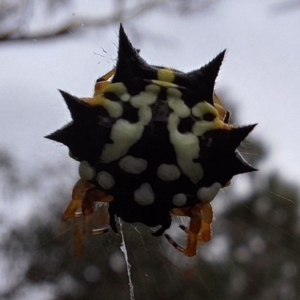 Austracantha minax at Mount Majura - 17 Mar 2024 12:20 PM