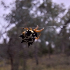 Austracantha minax at Mount Majura - 17 Mar 2024 12:20 PM