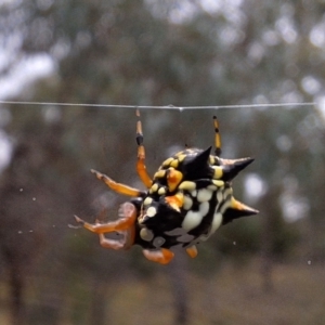 Austracantha minax at Mount Majura - 17 Mar 2024