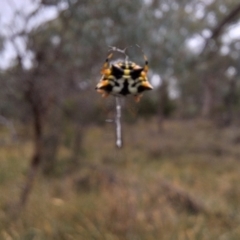 Austracantha minax at Mount Majura - 17 Mar 2024 12:20 PM