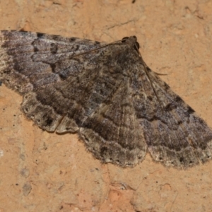 Diatenes aglossoides at Higgins, ACT - 27 Dec 2023 12:48 AM