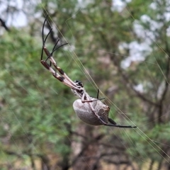 Trichonephila edulis (Golden orb weaver) at Mount Majura - 17 Mar 2024 by JenniM