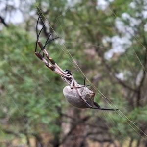 Trichonephila edulis at Mount Majura - 17 Mar 2024 11:55 AM