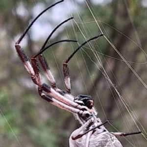 Trichonephila edulis at Mount Majura - 17 Mar 2024 11:55 AM