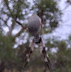 Trichonephila edulis at Mount Majura - 17 Mar 2024