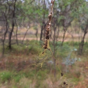 Trichonephila edulis at Mount Majura - 17 Mar 2024 11:55 AM