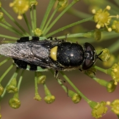 Odontomyia hunteri (Soldier fly) at Higgins, ACT - 27 Dec 2023 by AlisonMilton