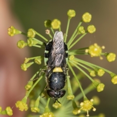 Odontomyia hunteri at Higgins, ACT - 27 Dec 2023 03:57 PM